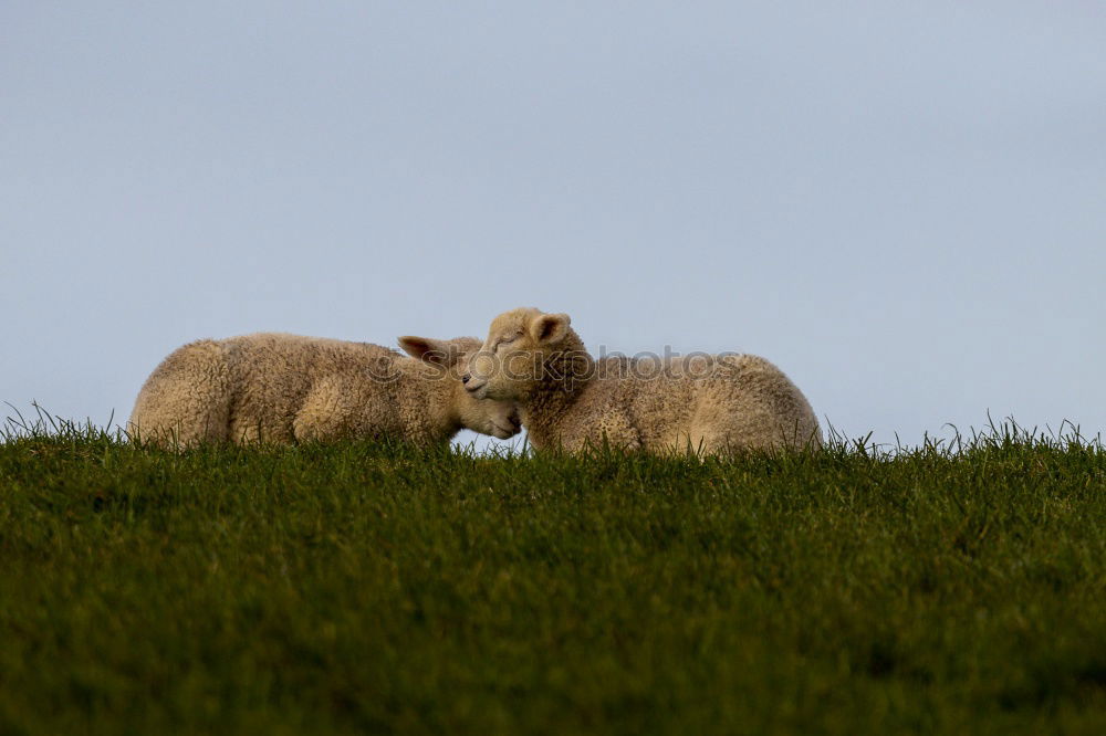 Similar – Image, Stock Photo Sheep, like watered poodles…