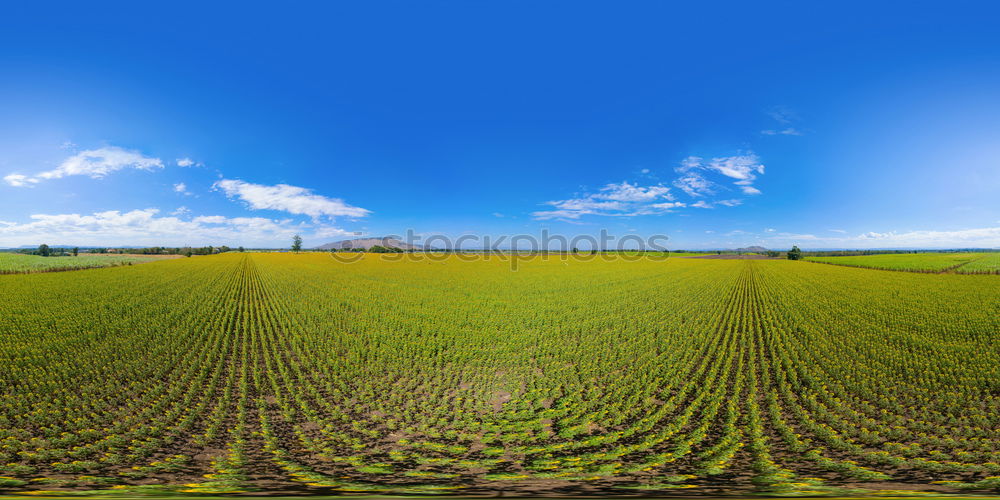 La Colza V Canola Plant