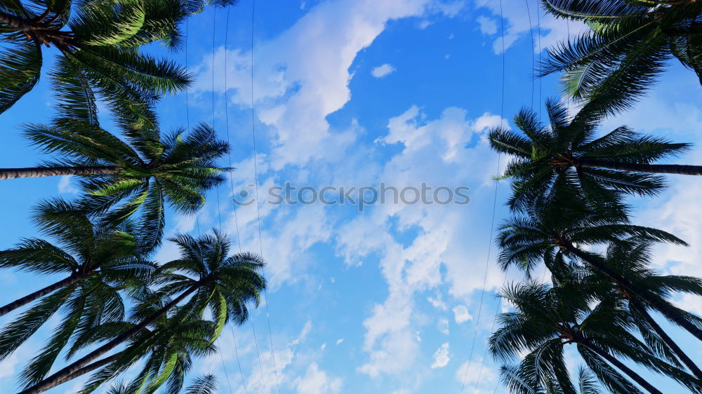 Similar – PALMS IN BLUE Palm tree