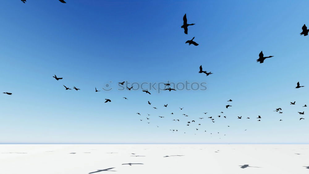 Similar – Image, Stock Photo Foregel swarm flying towards the sun