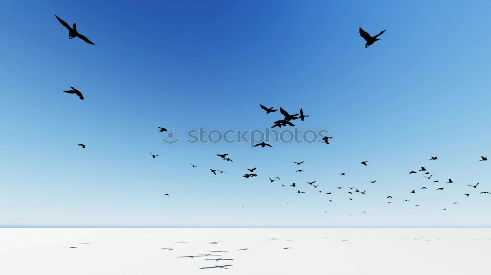 Similar – Image, Stock Photo Foregel swarm flying towards the sun