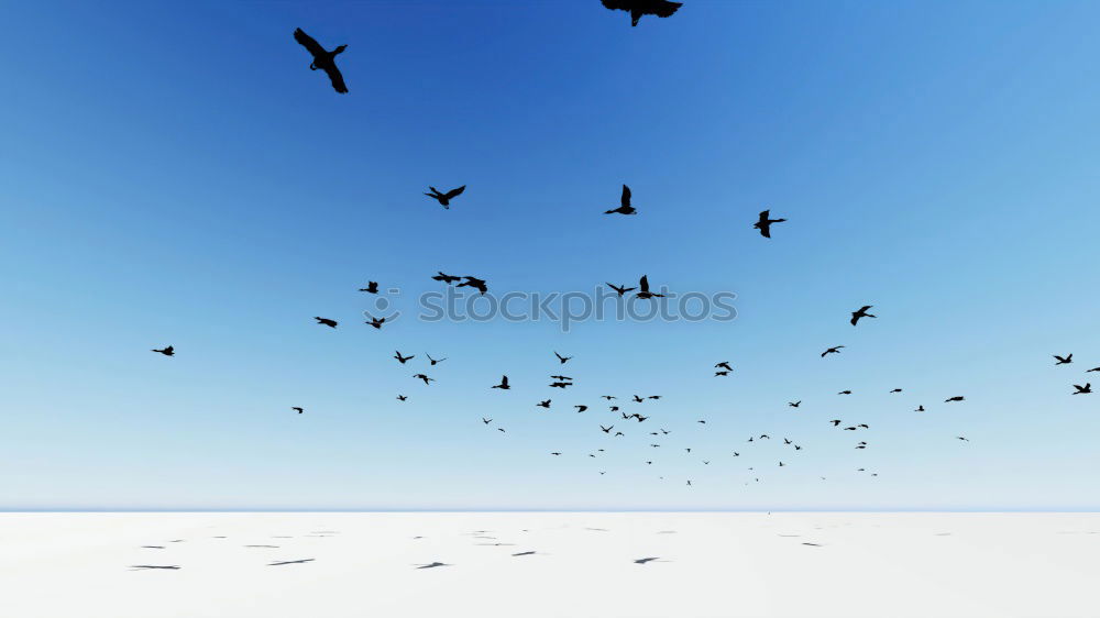 Similar – Image, Stock Photo Foregel swarm flying towards the sun