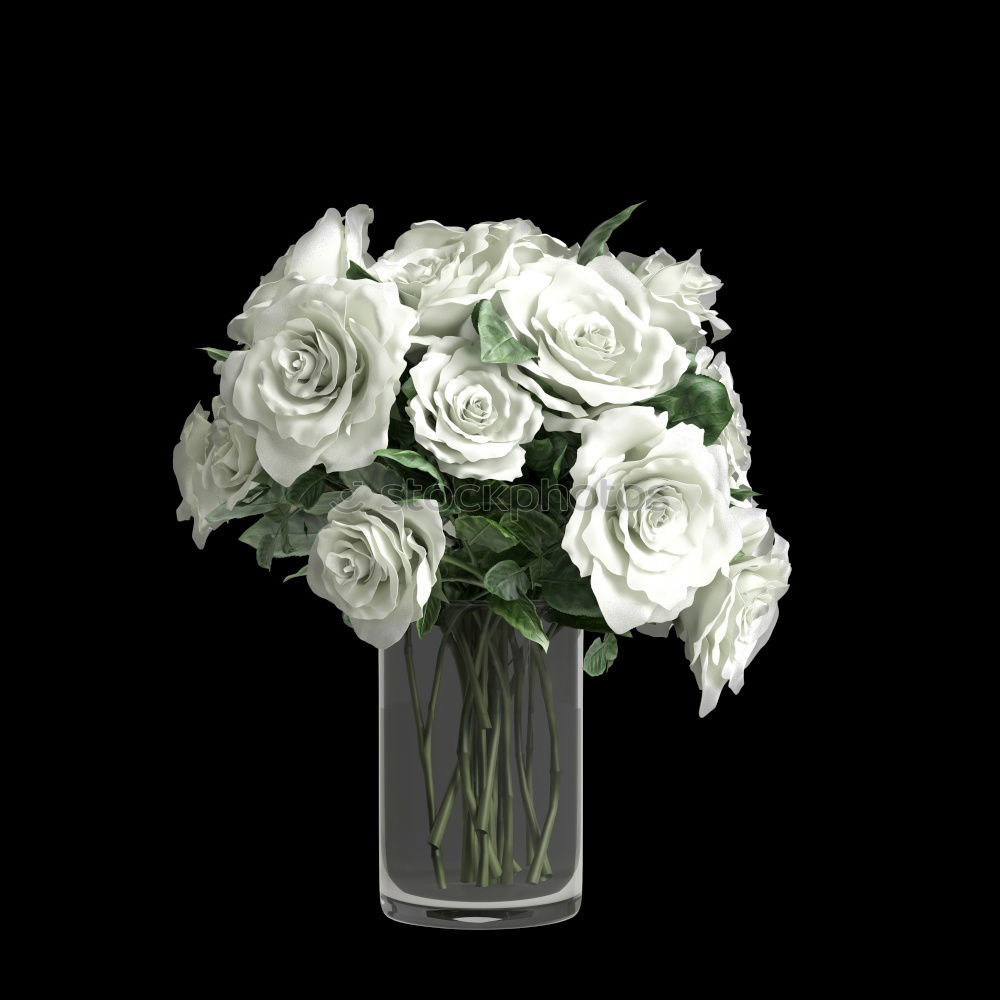 Similar – White rose on a black background