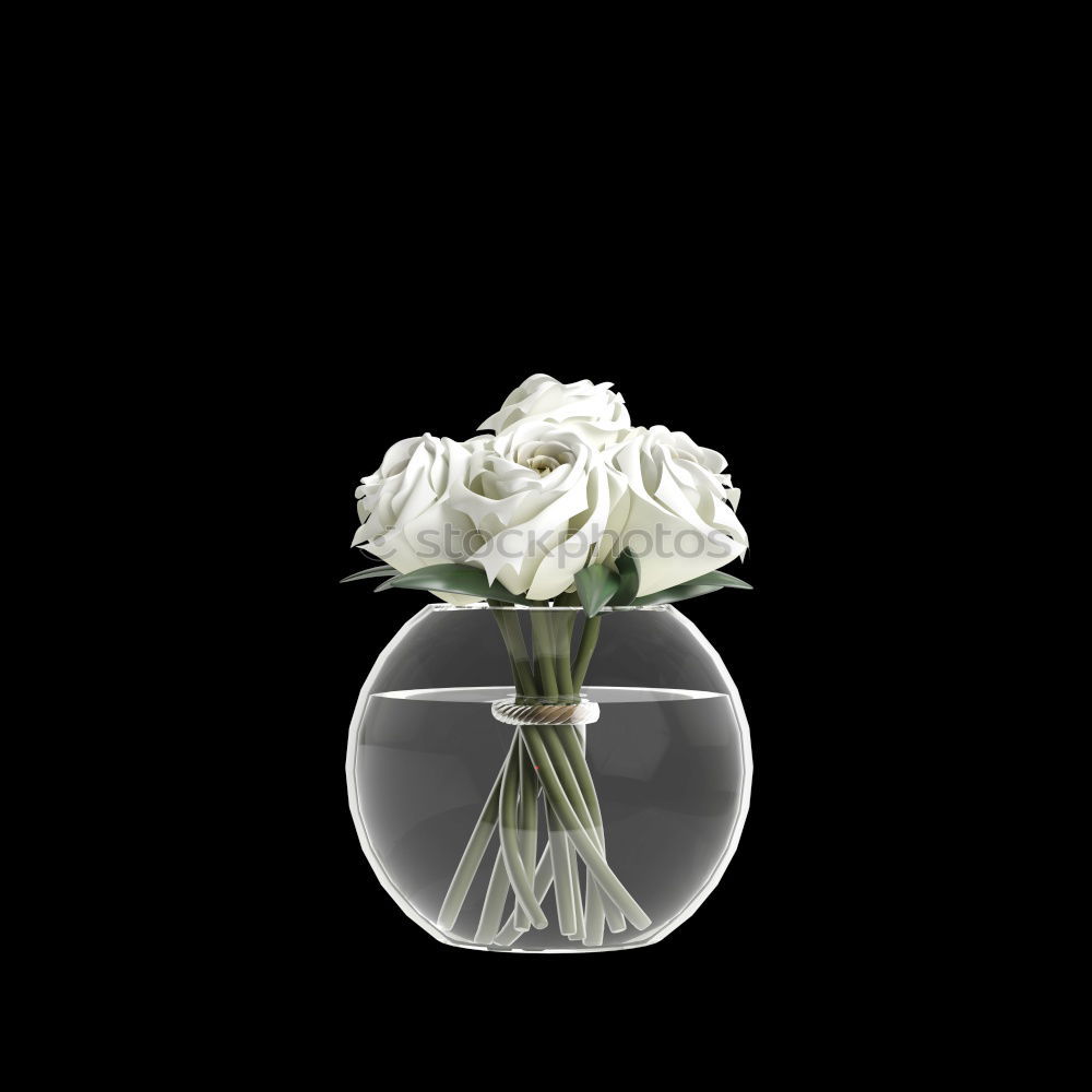 Similar – White rose on a black background