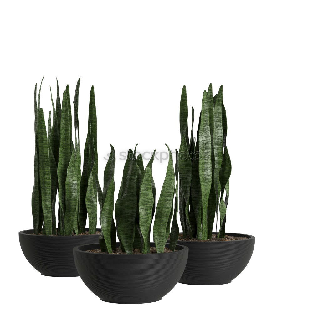 Similar – flowerpots Plant Spring