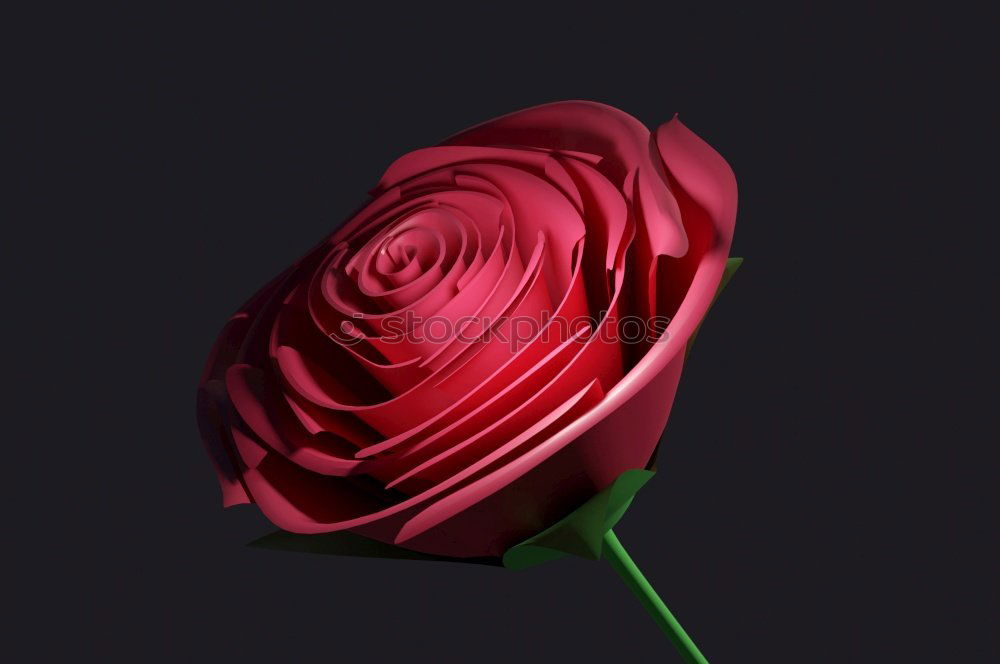 Red roses on a black background.