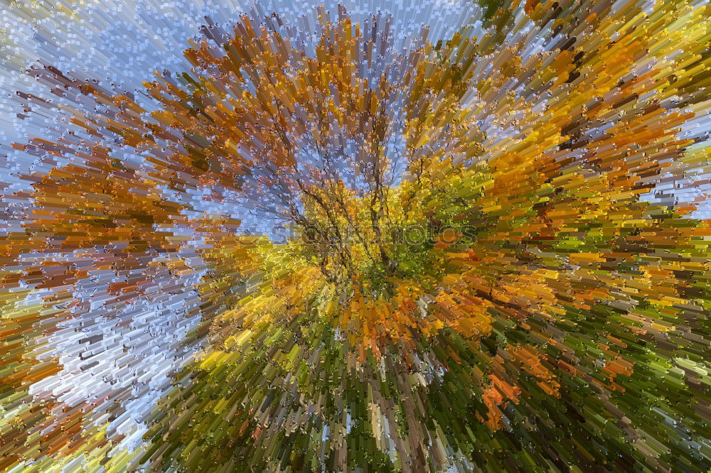 Similar – sycamore maple in autumn