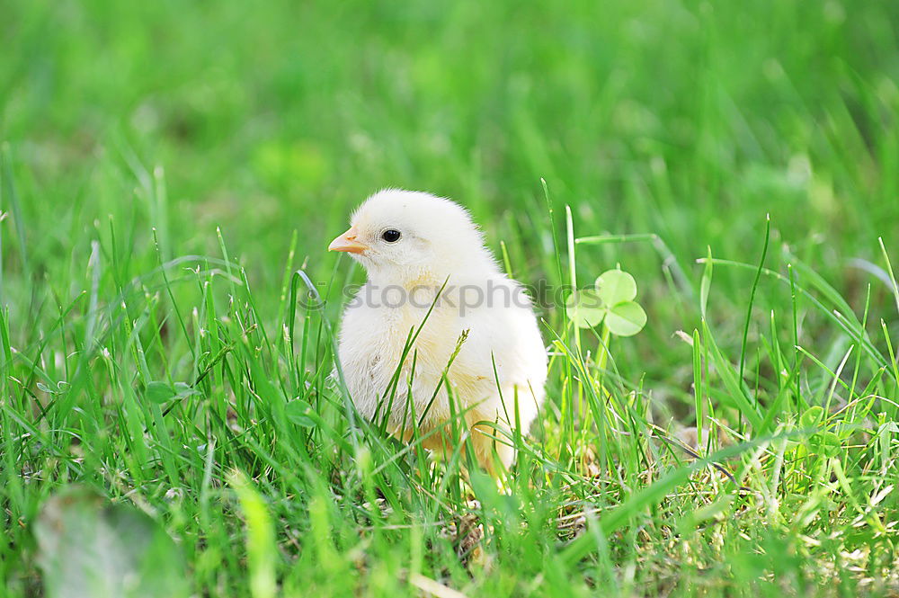 Similar – Image, Stock Photo Are you harmless???