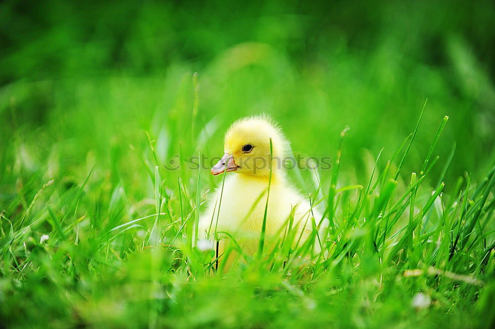 Similar – Image, Stock Photo auscultated Grass