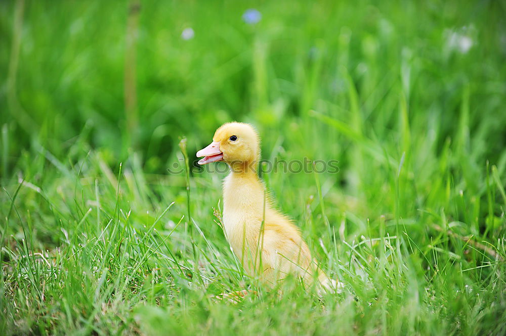 Similar – Image, Stock Photo … and on Sundays even two …