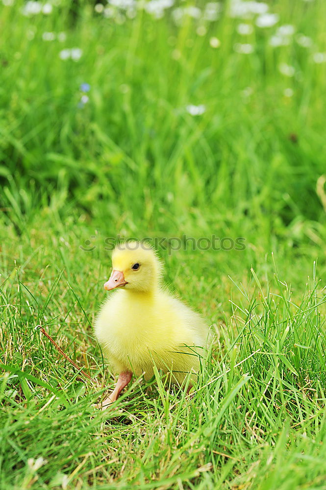 Similar – Image, Stock Photo Childhood memories on a farm.