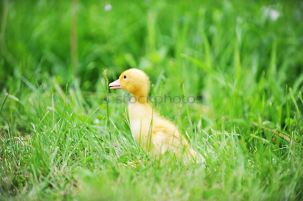 Similar – Image, Stock Photo auscultated Grass