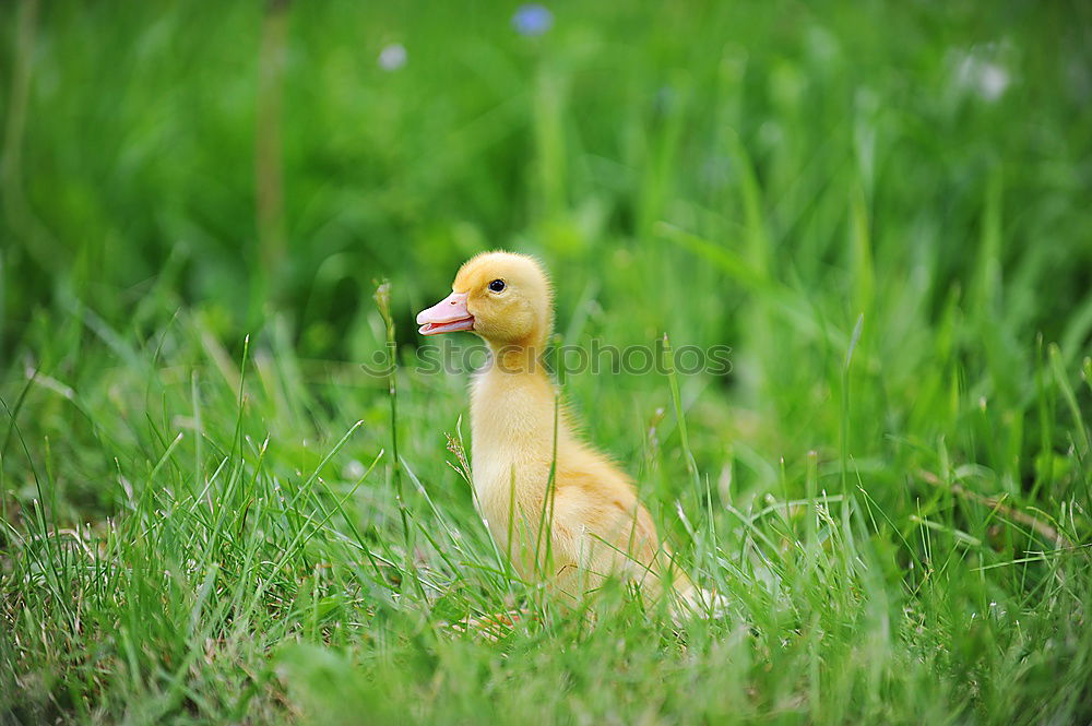 Similar – Image, Stock Photo auscultated Grass