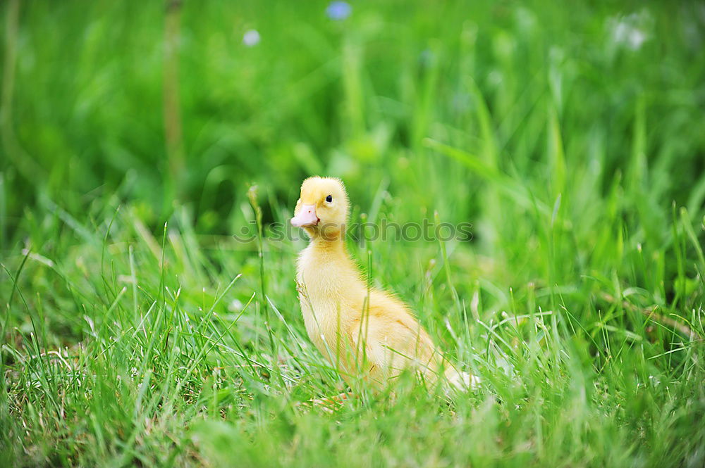 Similar – Image, Stock Photo auscultated Grass