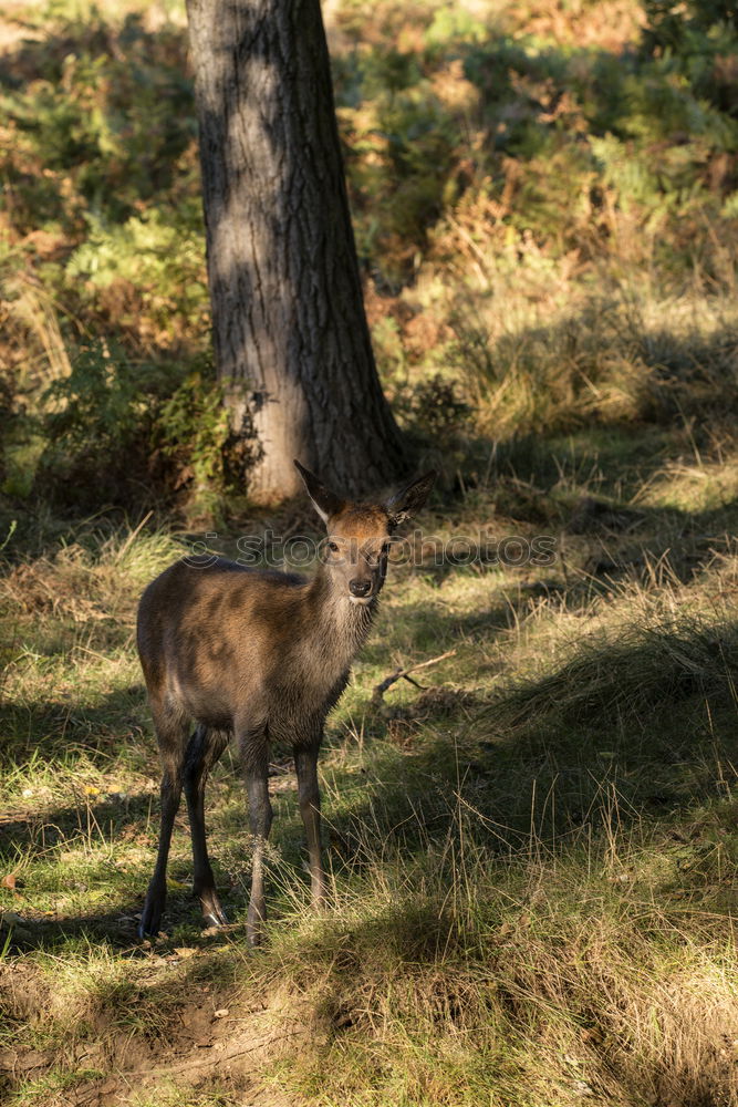 Similar – Image, Stock Photo Young stag in picturesque landscape in Scotland