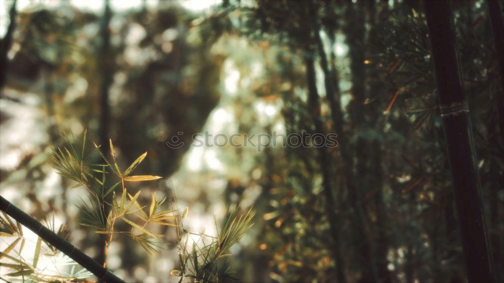 Image, Stock Photo Snowdrops II Environment