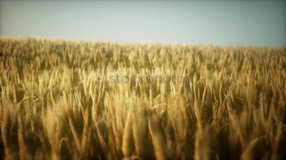 Similar – wheat field Wheatfield