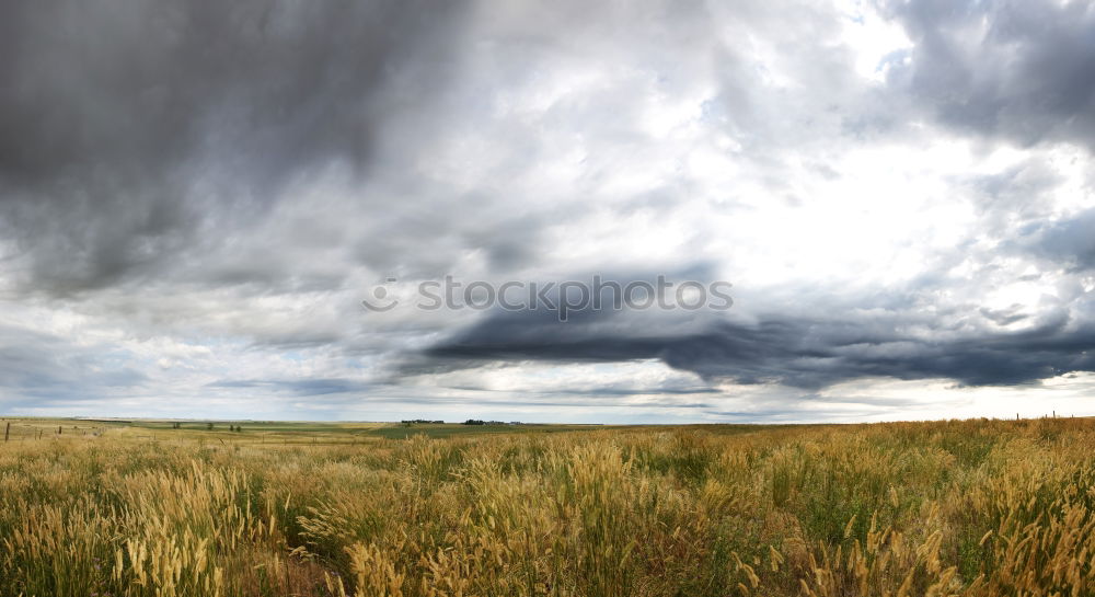 Similar – Wolken-Reich Ernte Weizen