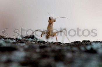 Similar – Image, Stock Photo longhorn beetle