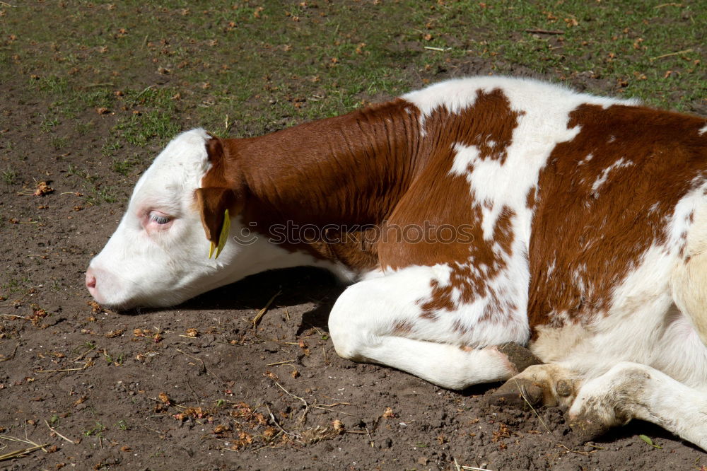 Similar – Image, Stock Photo 1x knuckle of veal Animal