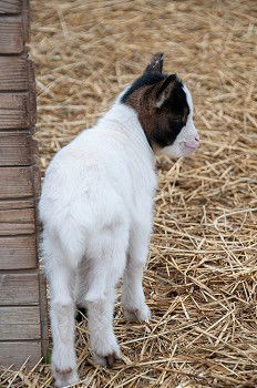 Similar – Image, Stock Photo newborn goat in the hay