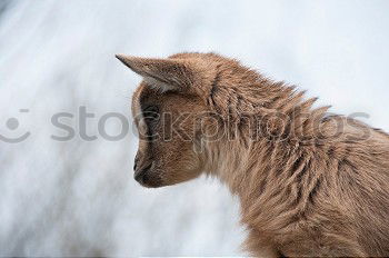 Similar – Image, Stock Photo 2 ponies Winter Snow