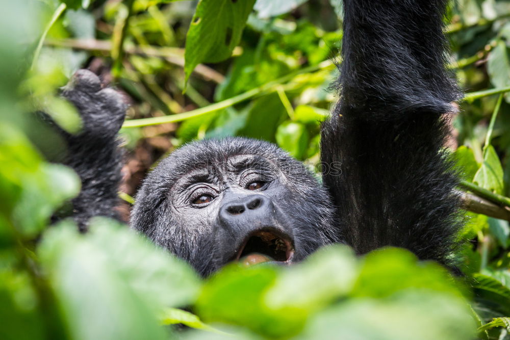 Similar – A gorilla eats leaves in the Impenetrable Forest