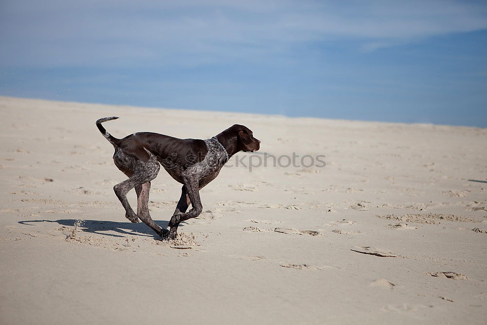 Similar – On the beach Dog Mastiff