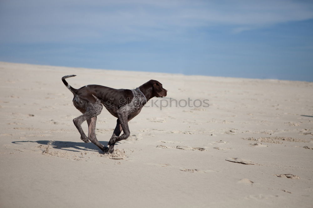 Similar – Funny dog on beach Dog