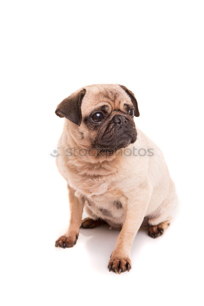 Similar – Lassie Pug Dog Brown Gray