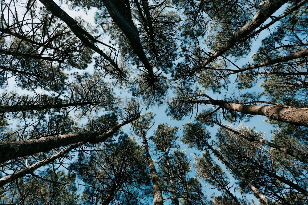 Similar – Image, Stock Photo forest with trees and moss