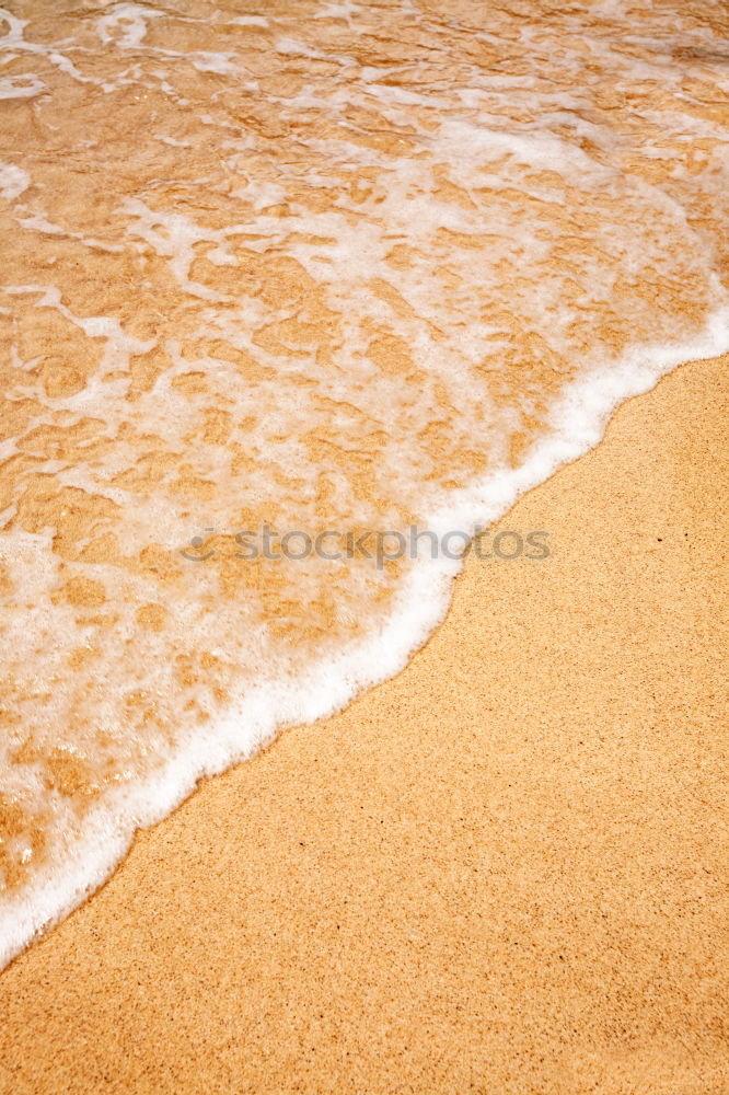 Similar – Image, Stock Photo Mollusks on sand near waving sea