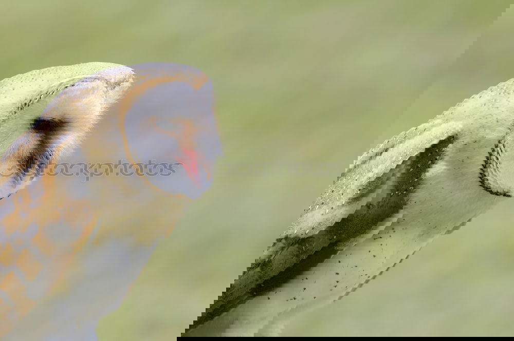 Similar – Image, Stock Photo wait wait wait Easter