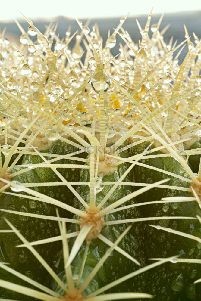 Similar – Foto Bild Kletterhortensie (Hydrangea petiolaris)