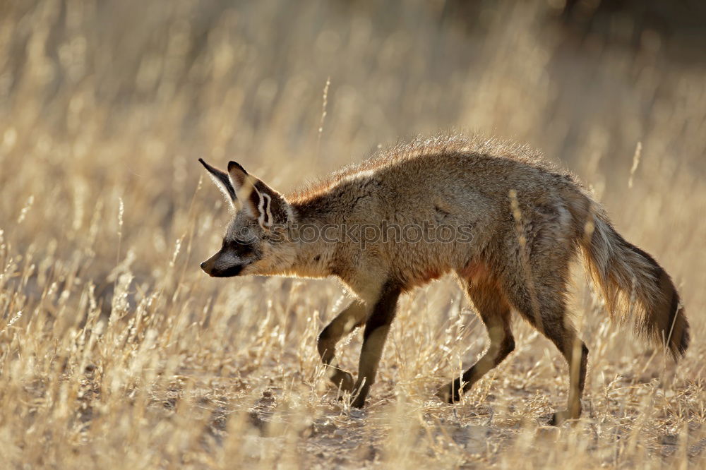 Similar – jackal Grass Bushes