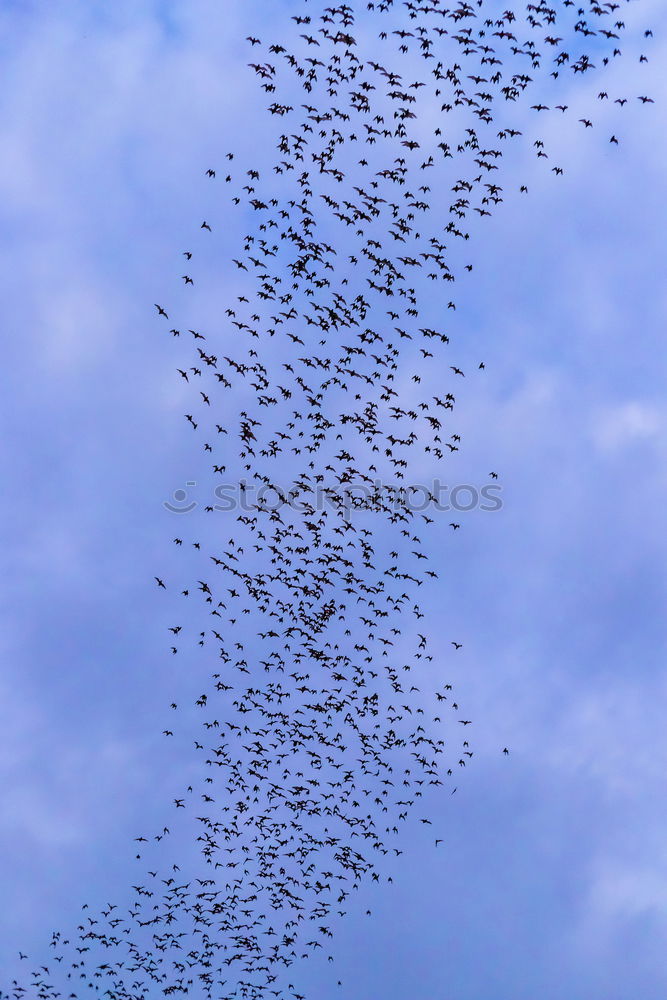 Similar – Vögel Vogel Bewegung