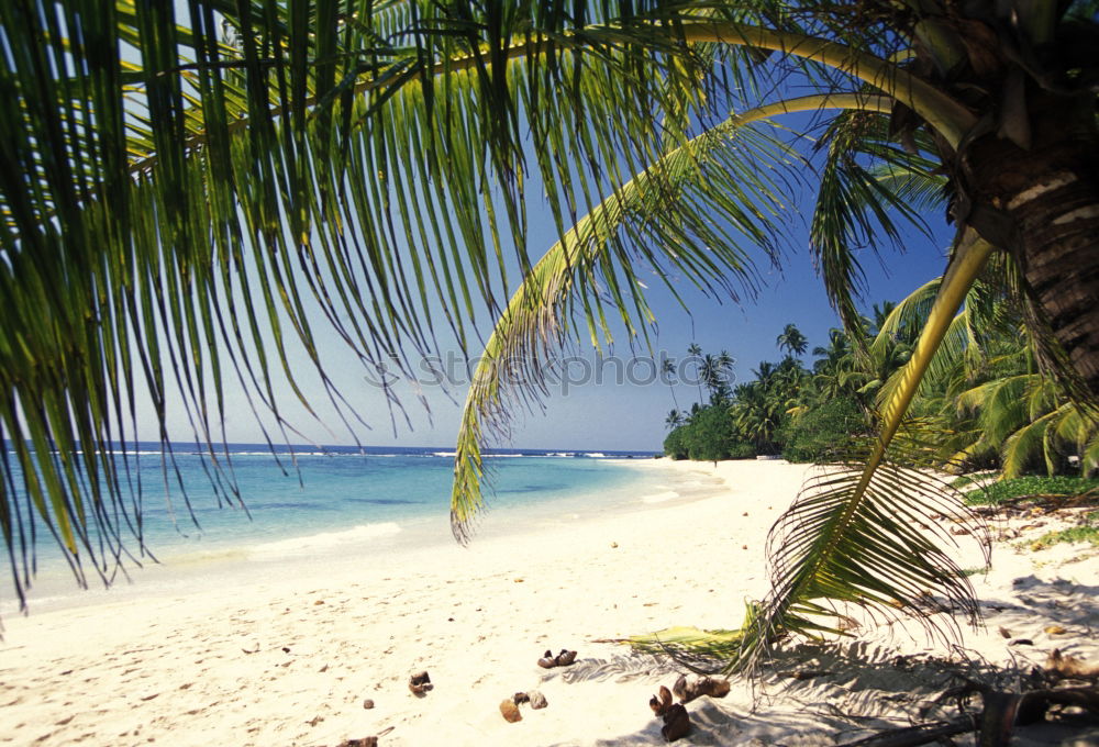 beach Beach Palm tree