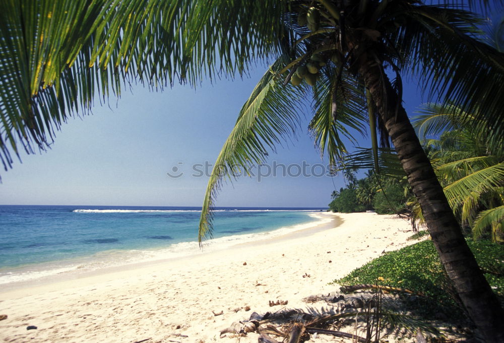 Similar – beach Beach Palm tree