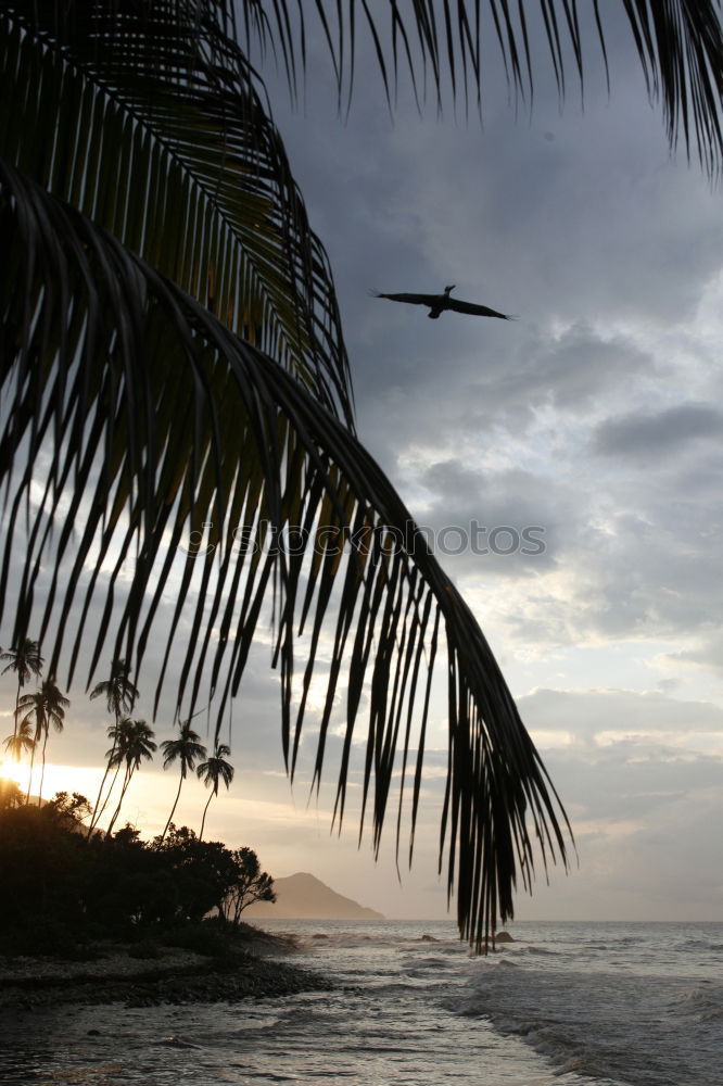 Similar – Airplane approaching a tropical island . Sea , sun , palm trees and blue sky