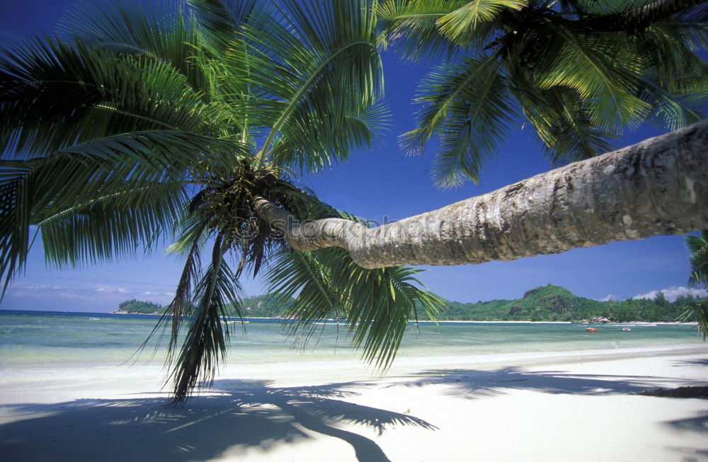 Similar – beach Beach Palm tree