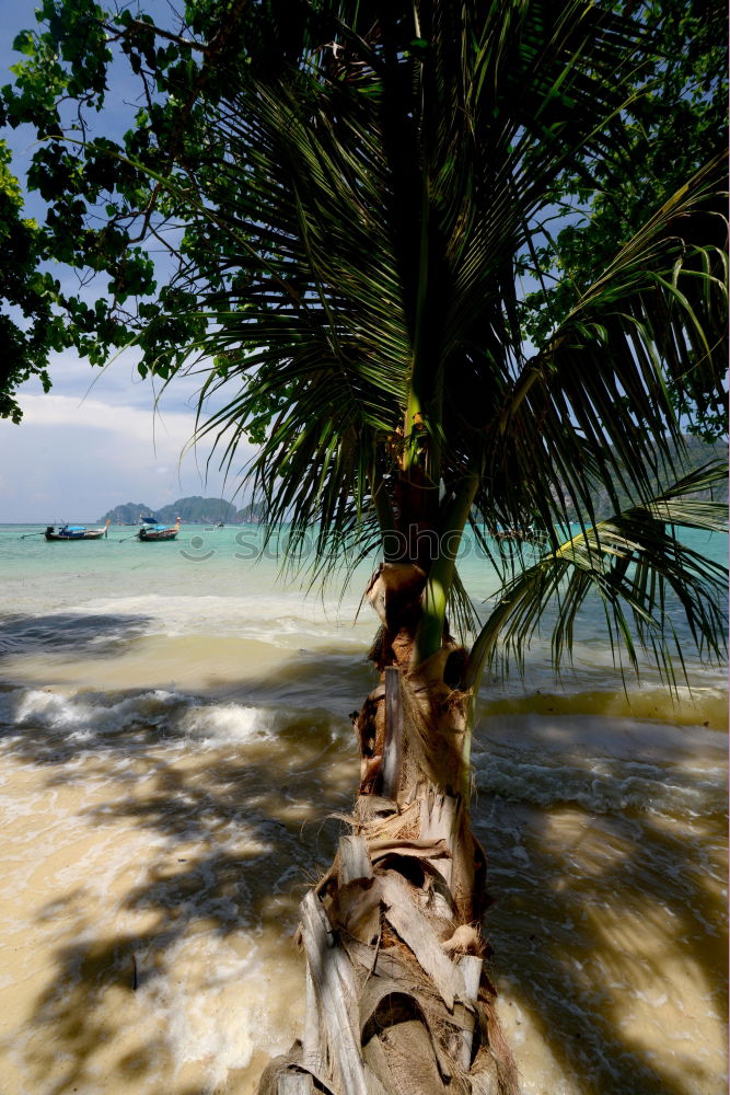 Image, Stock Photo ruffle about Beach