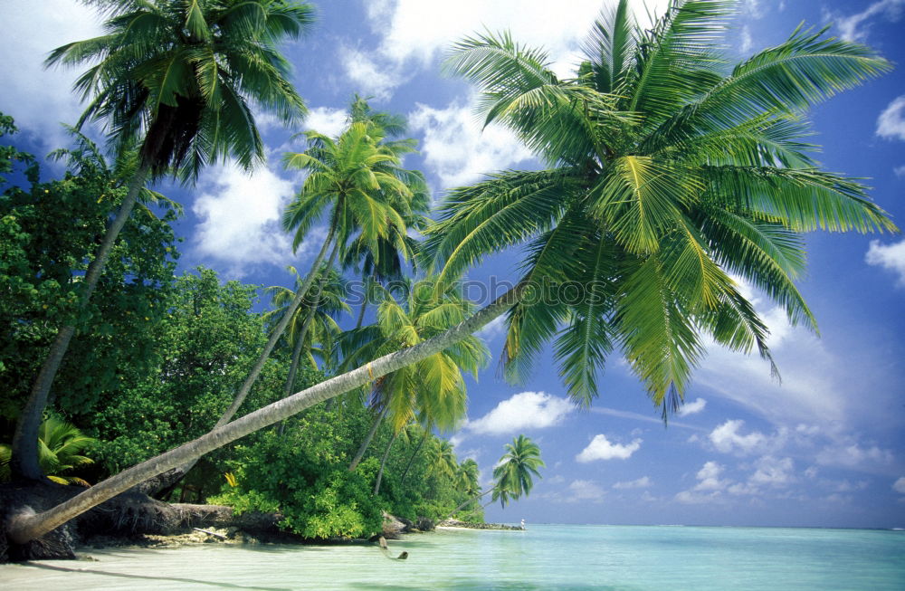 Similar – paradise Palm tree Ocean