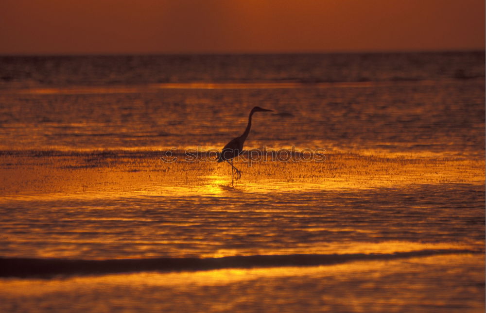 Similar – Golden Beach. Environment