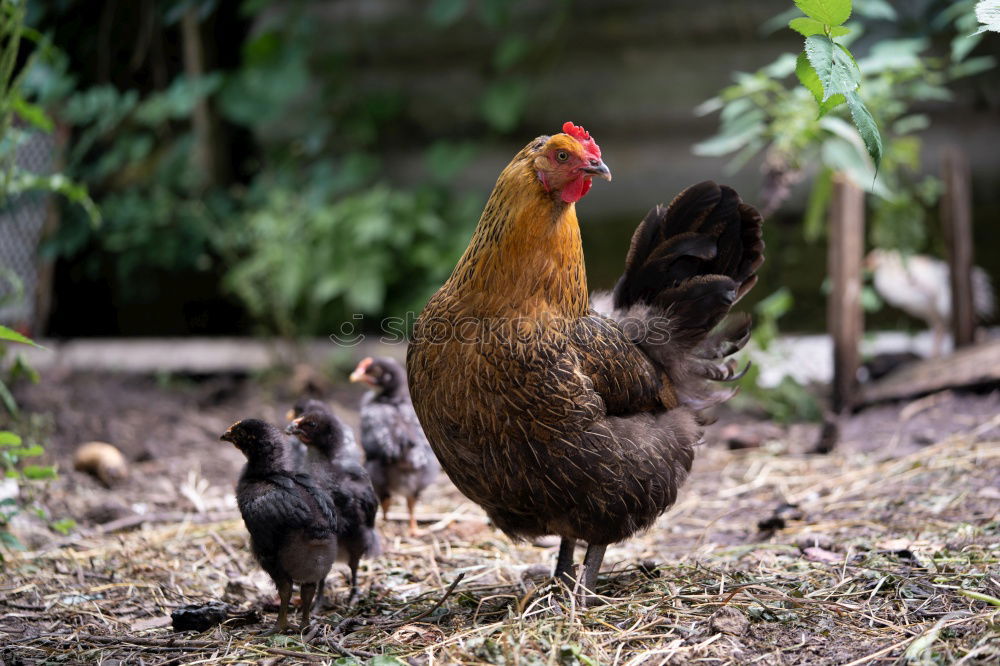 Similar – Image, Stock Photo Chickens looking for food in a farm yard