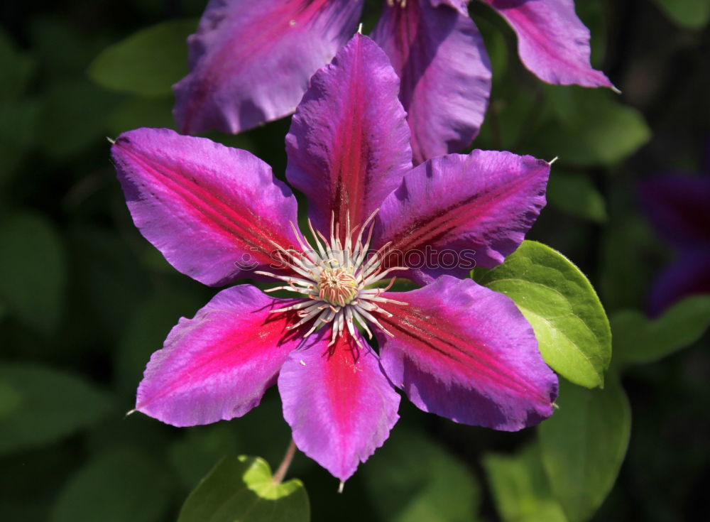 Similar – Ville de Lyon, Clematis Hybrid