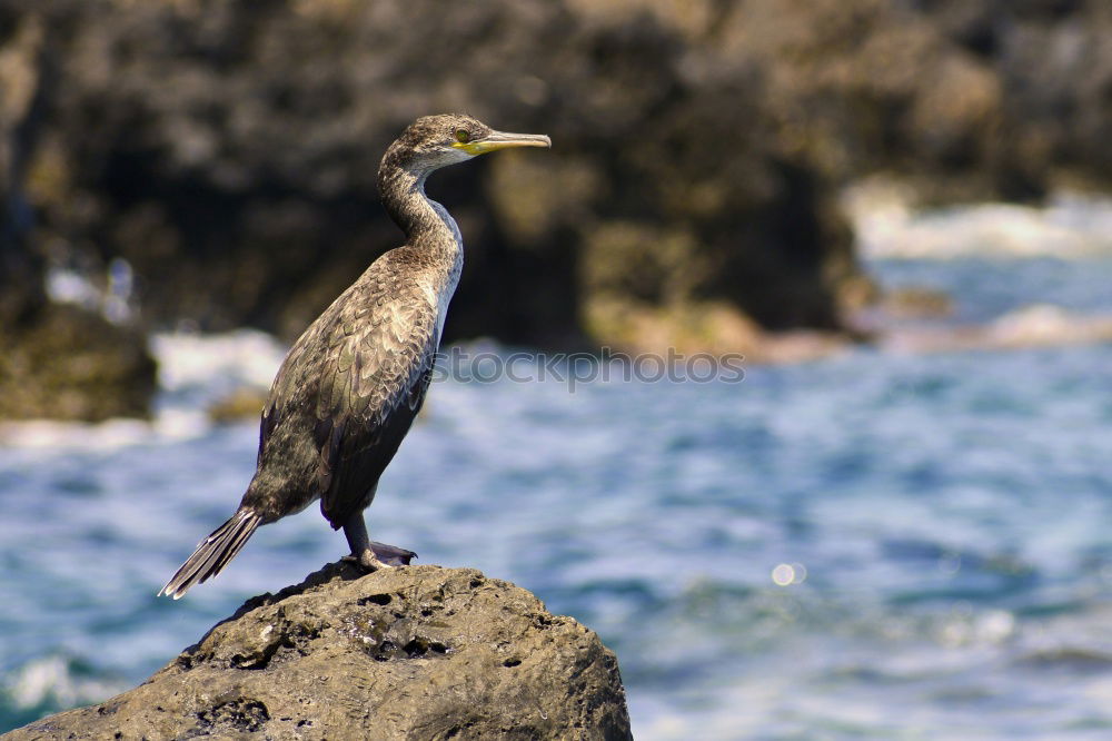 Similar – Image, Stock Photo Nesting storks on rocks