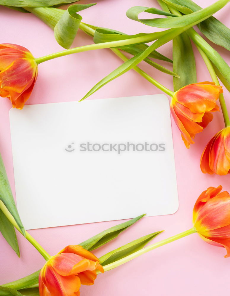 Similar – Image, Stock Photo Greeting card for spring festivals with pretty tulips