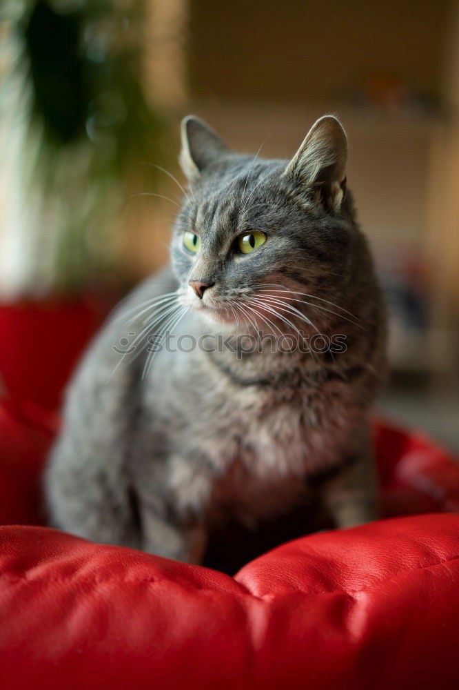Similar – Image, Stock Photo Queen Mona Lifestyle