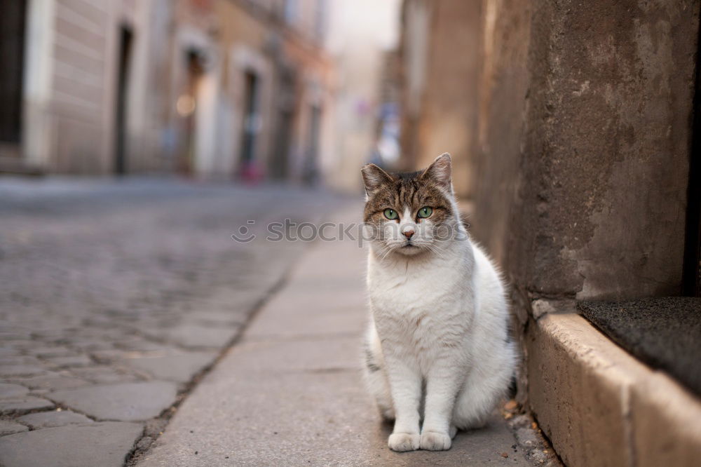 Similar – Tierisch gut: Cat Door