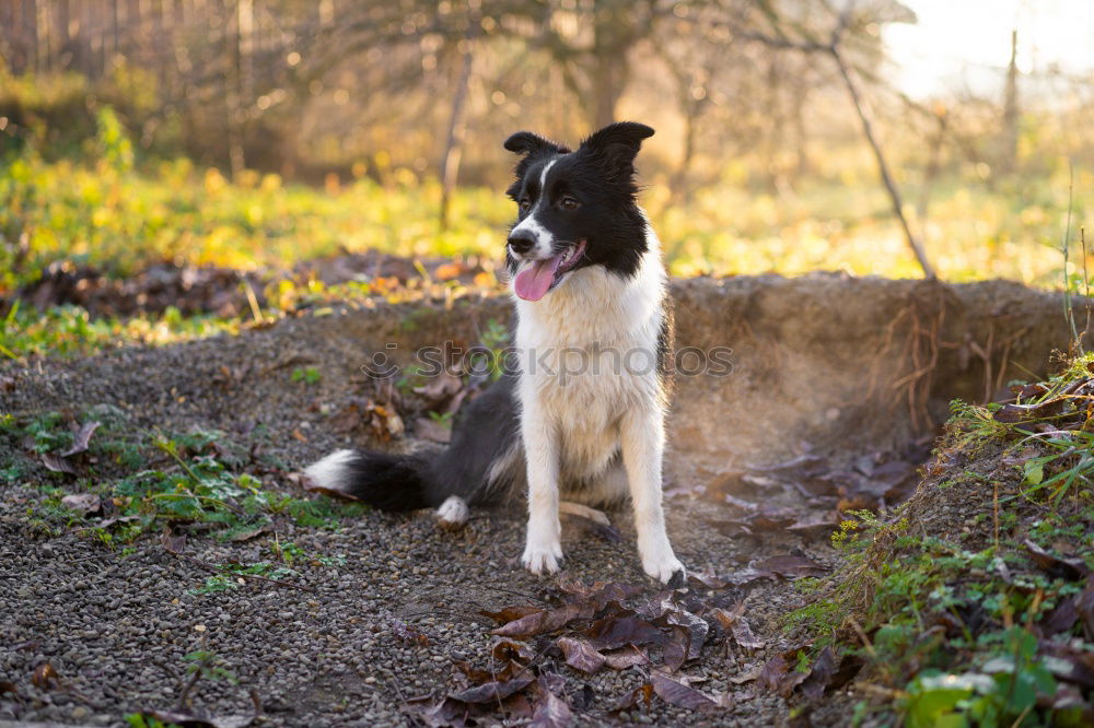 Similar – Image, Stock Photo Holiday with the dog